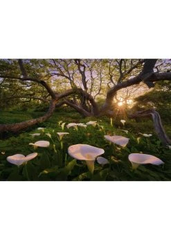 HEYE Calla Clearing - 1000 Piece Puzzle