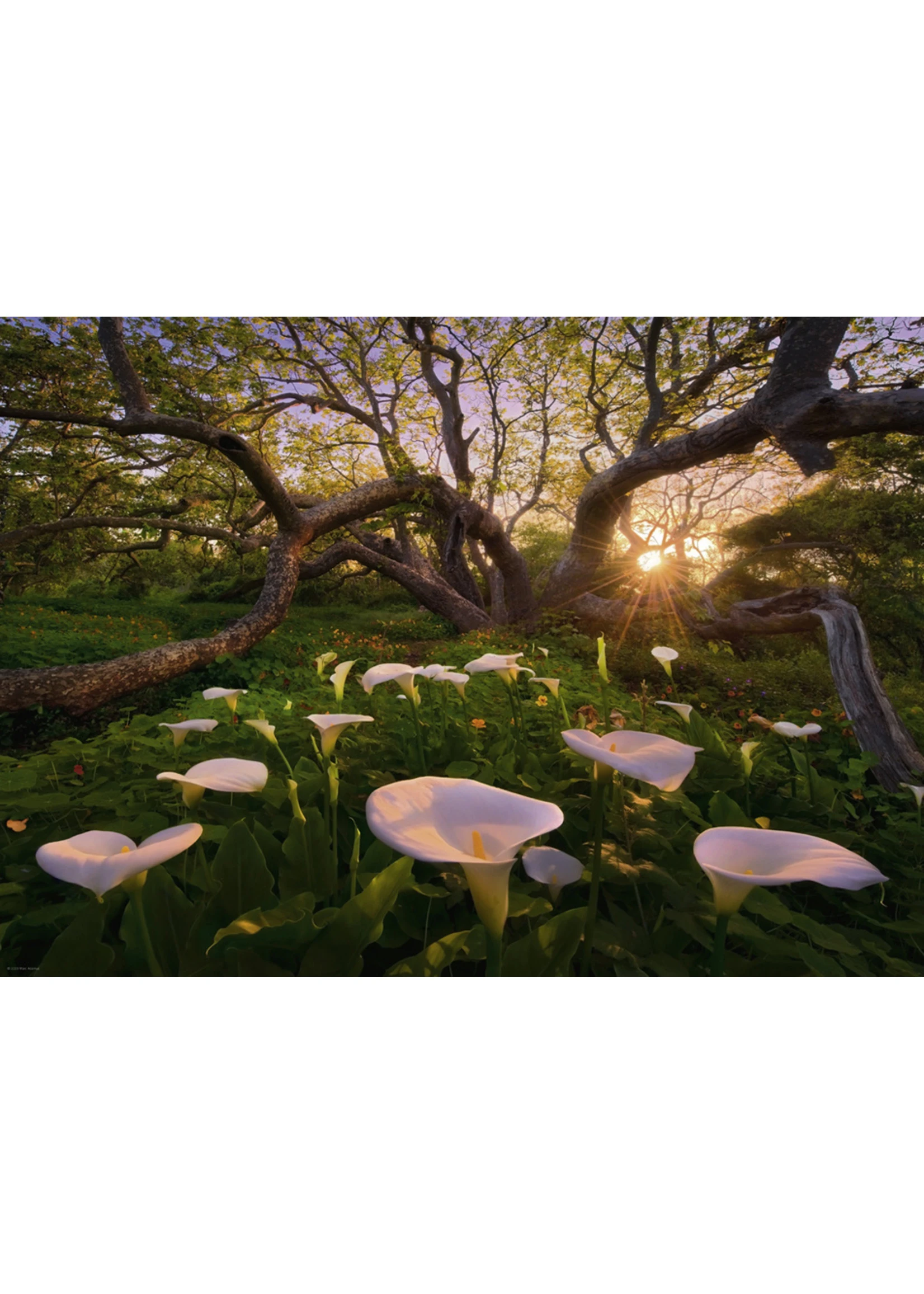 HEYE Calla Clearing - 1000 Piece Puzzle