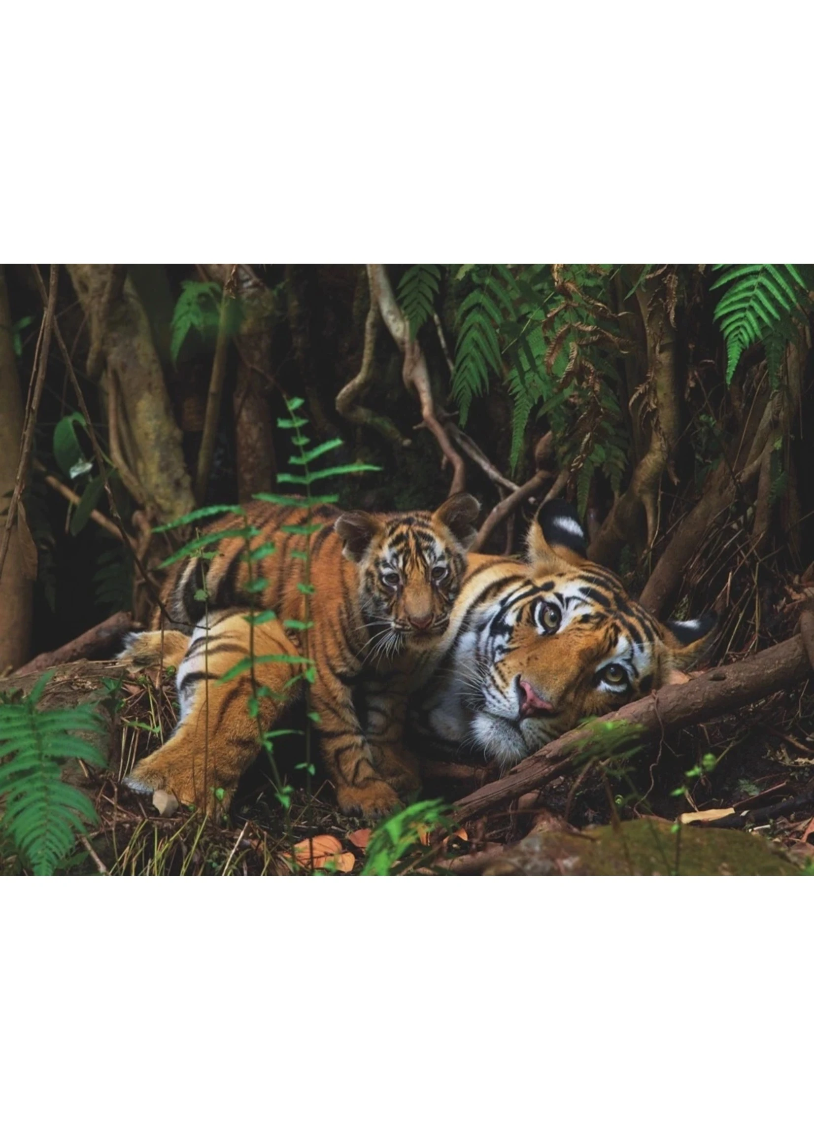 New York Puzzle Co Mother Tiger And Cub - 1000 Piece Puzzle - Image 2